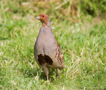 Rebhuhn