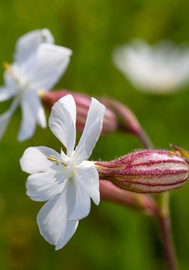 Taubenkopf Leimkraut