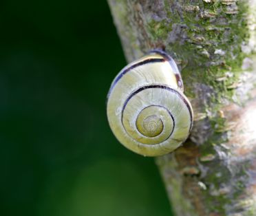 Hain-Schnirkelschnecke