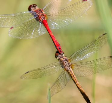 Gemeine Heidelibelle