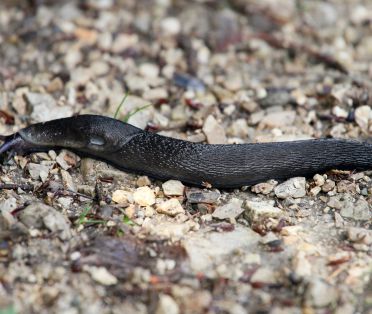 Schwarze Wegschnecke