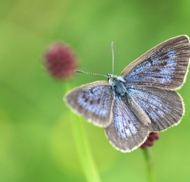 Dunkler Wiesenknopf-Ameisenbläuling