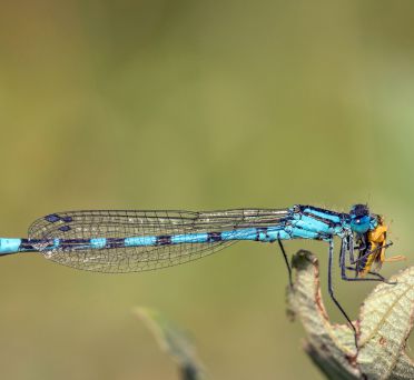 Vogel Azurjungfer