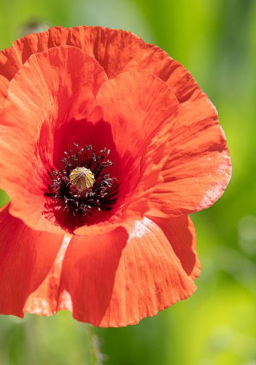 Klatsch Mohn