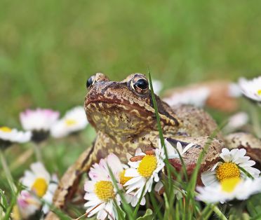 Grasfrosch