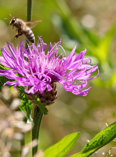 Wiesenflockenblume