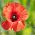 Klatsch Mohn