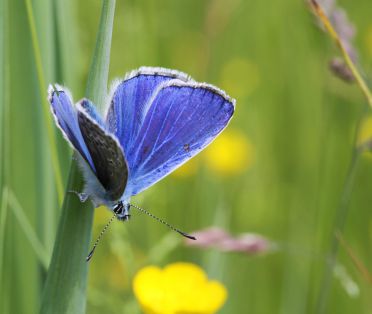 Himmelblaue Bläuling