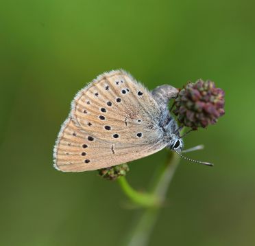 Heller Wiesenknopf-Ameisenbläuling