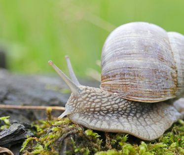 Weinbergschnecke