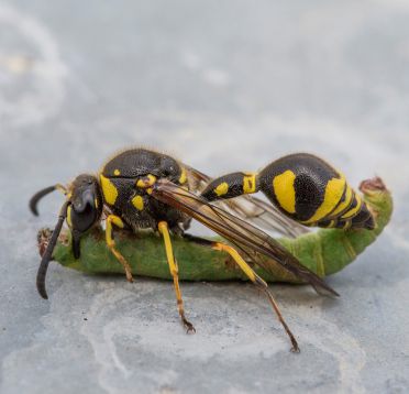 Gekrönte Töpferwespe