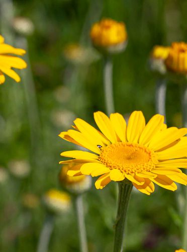 Saat Wucherblume